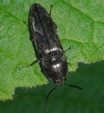 Elateridae: Cydnopus sp. (cfr.)